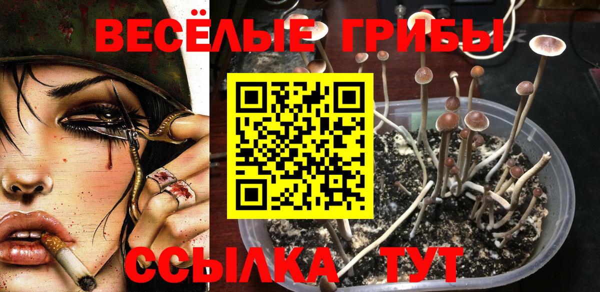 Вязники  Галлюциногенные грибы Cubensis  Вход с VPN 